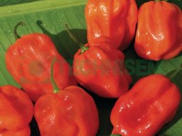 Legumes fruits &raquo; Piment